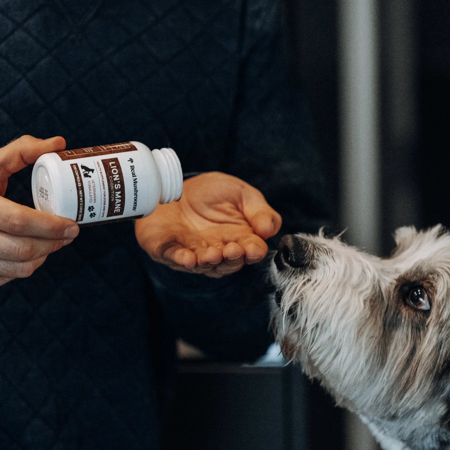 Organic Lions Mane Extract Capsules for Pets